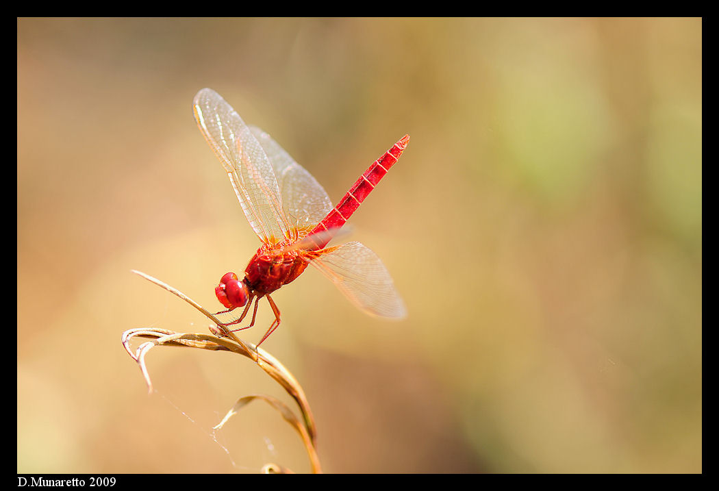 Libellule...pastello due!